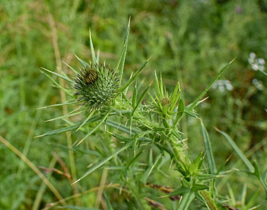 Common Thistle Bud Wildflower