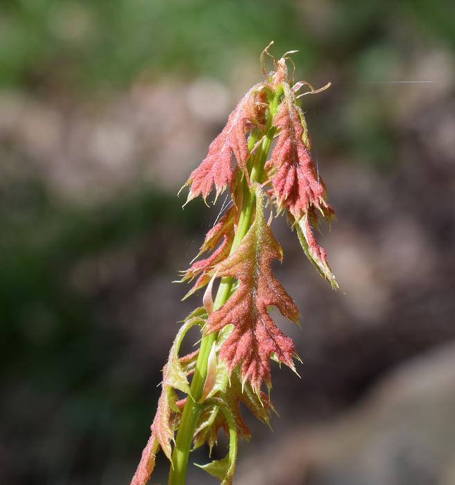Oak Sapling New Leaves Tree