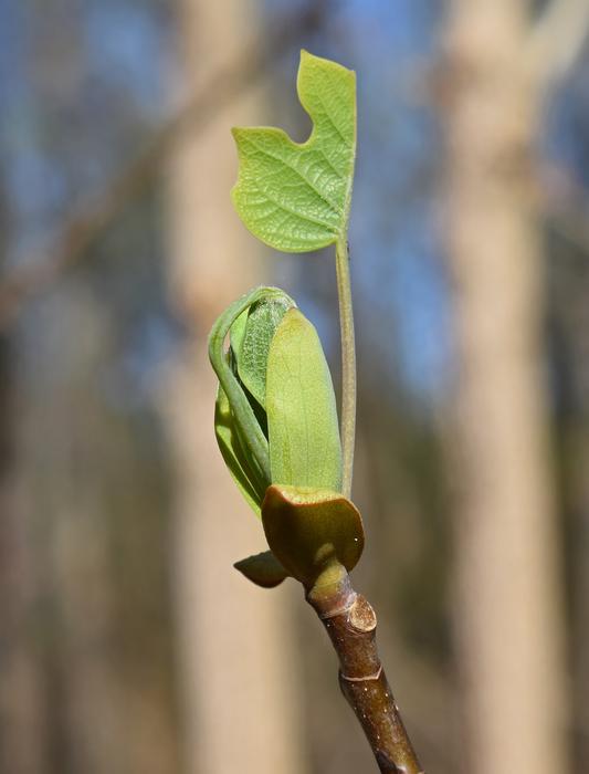 Tulip Tree Poplar New