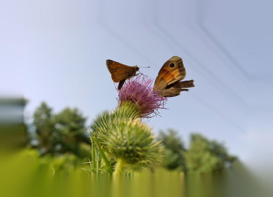 Butterfly Thistle Summer