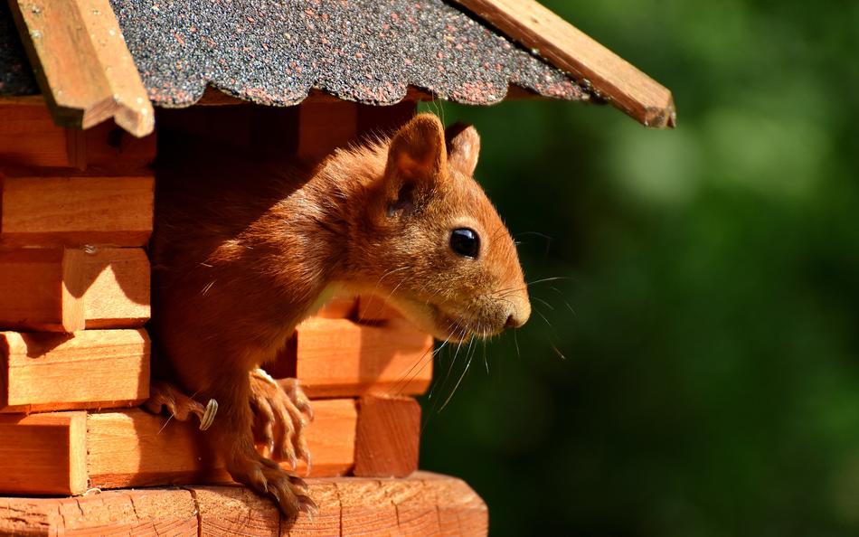 cute squirrel in the house
