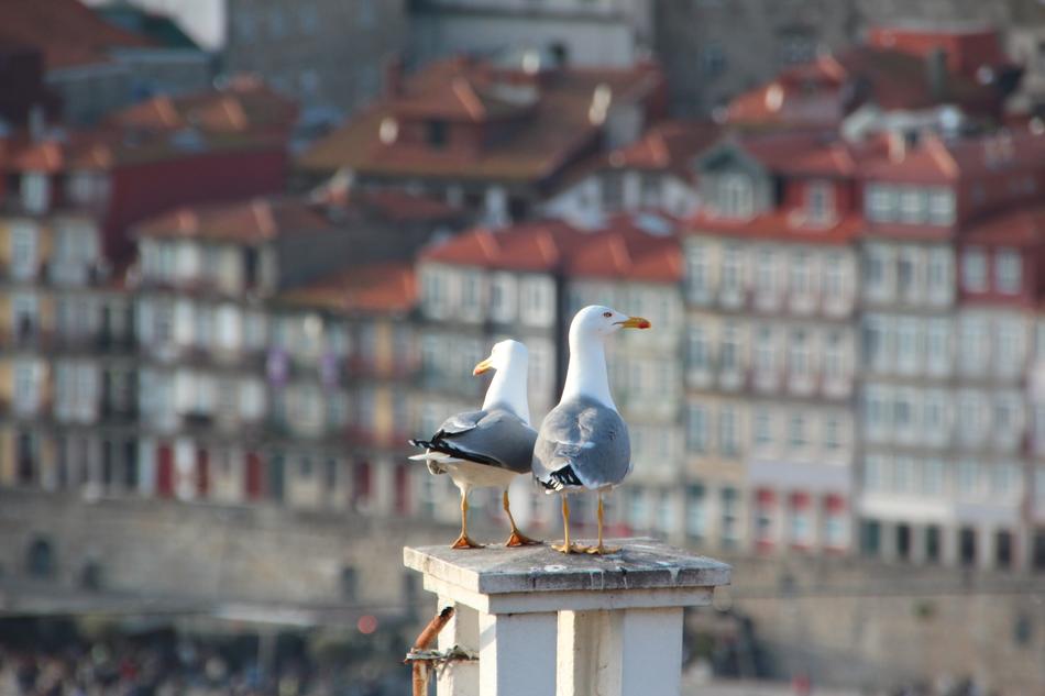 two seagulls on the roof in porto, Portugal