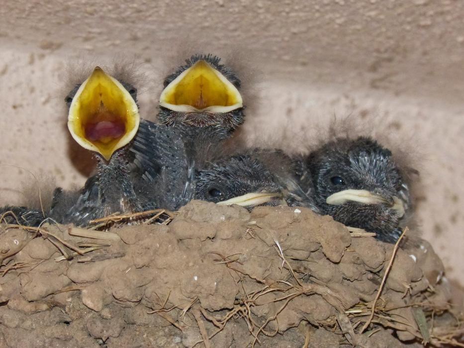 Funny chicks
