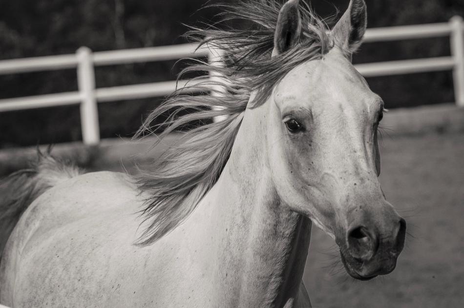 Horse Animal Equine White