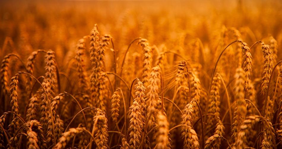 wheat field orange