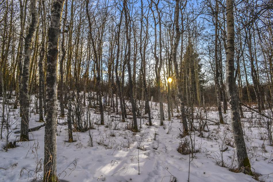 Birch Trees in winter at Sunset