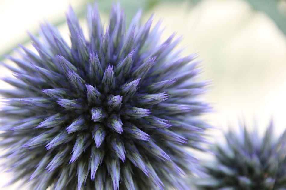 blue Plant Blossoms