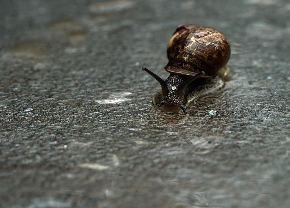 a big brown snail on the pavement