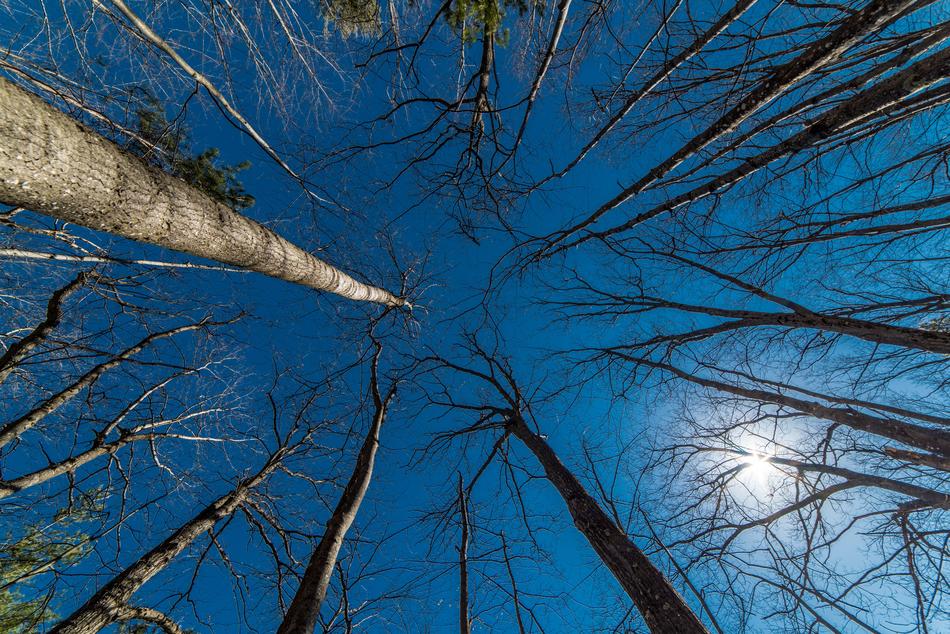 trees forest autumn blue