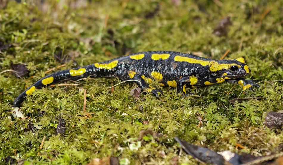 Salamander Fire
