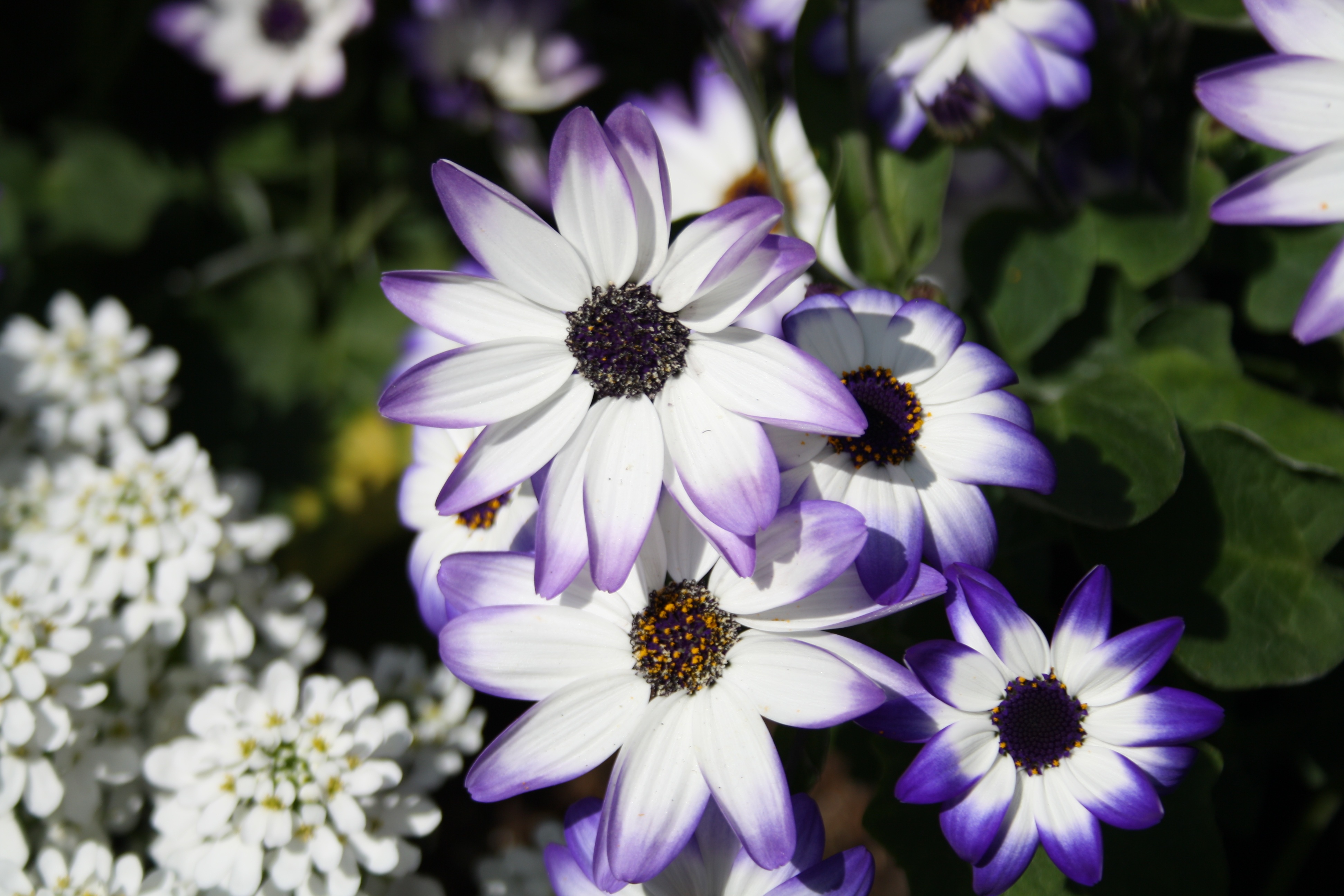 White and Violet Flowers in garden free image download
