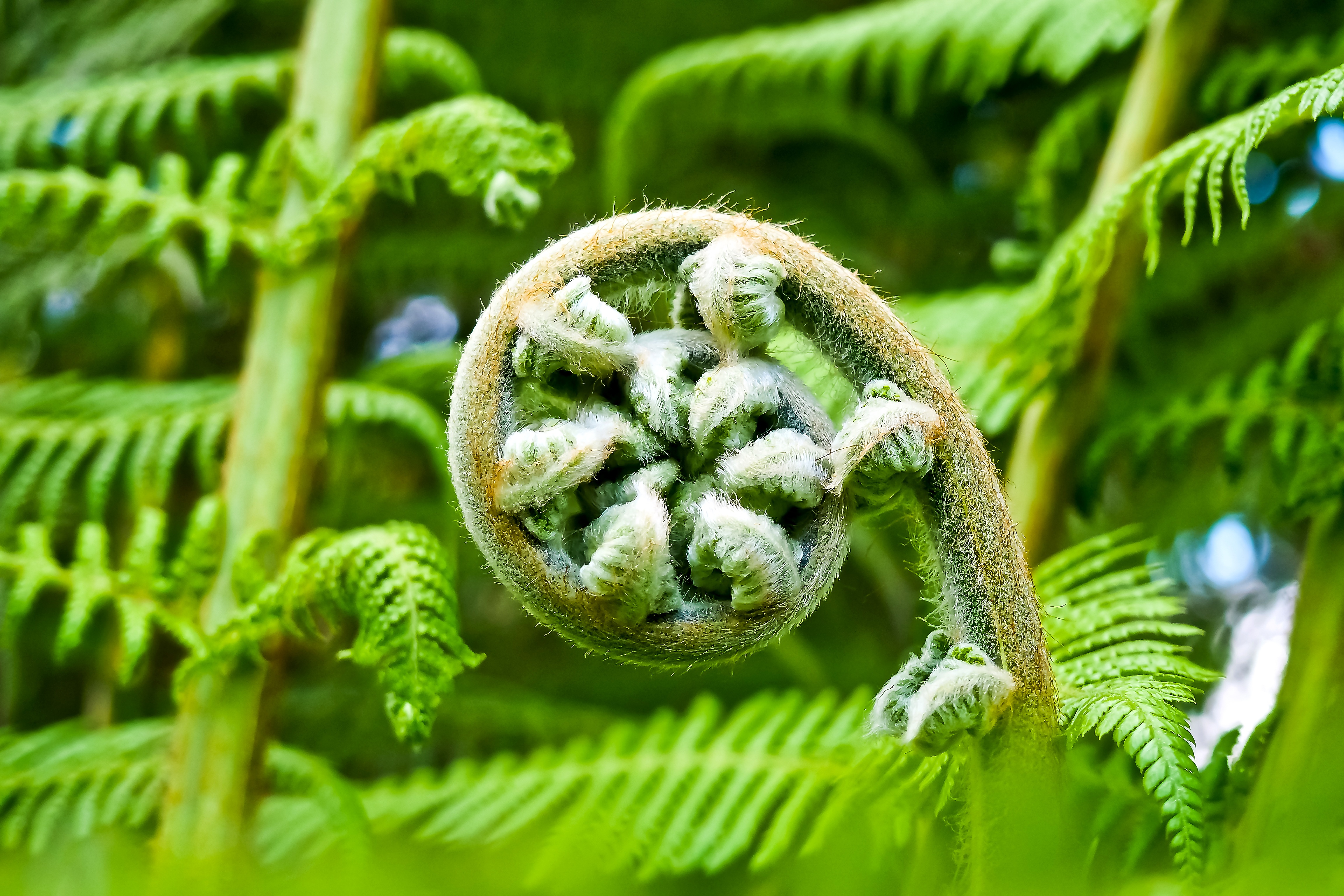 Palm Fern Flora Botanical free image download