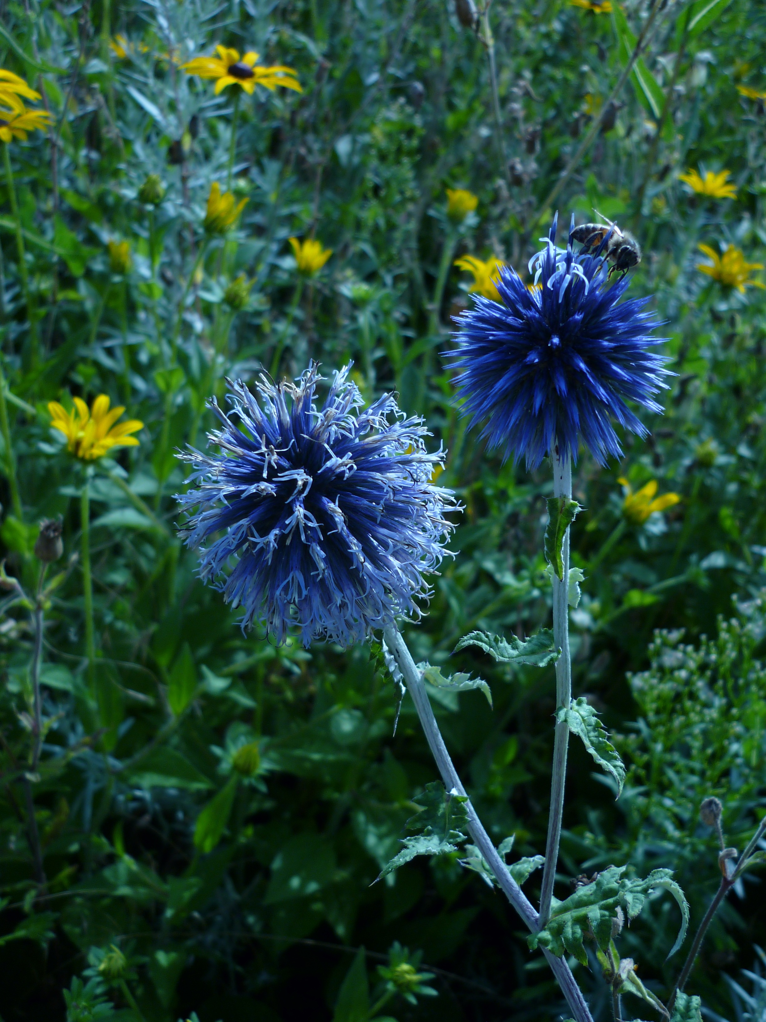 Flower Globe Thistle Nature free image download