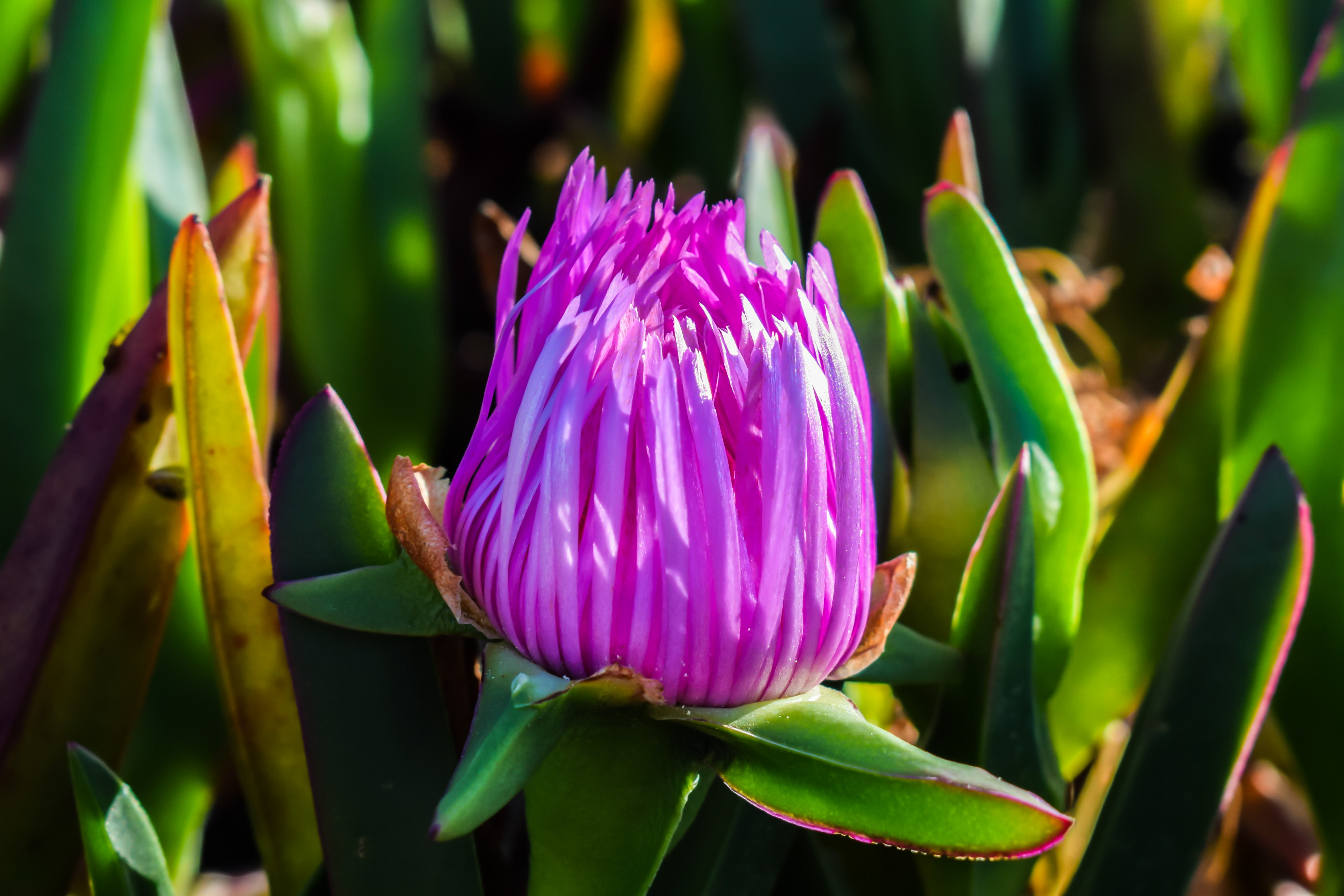 Bud Flower Ammophilous free image download