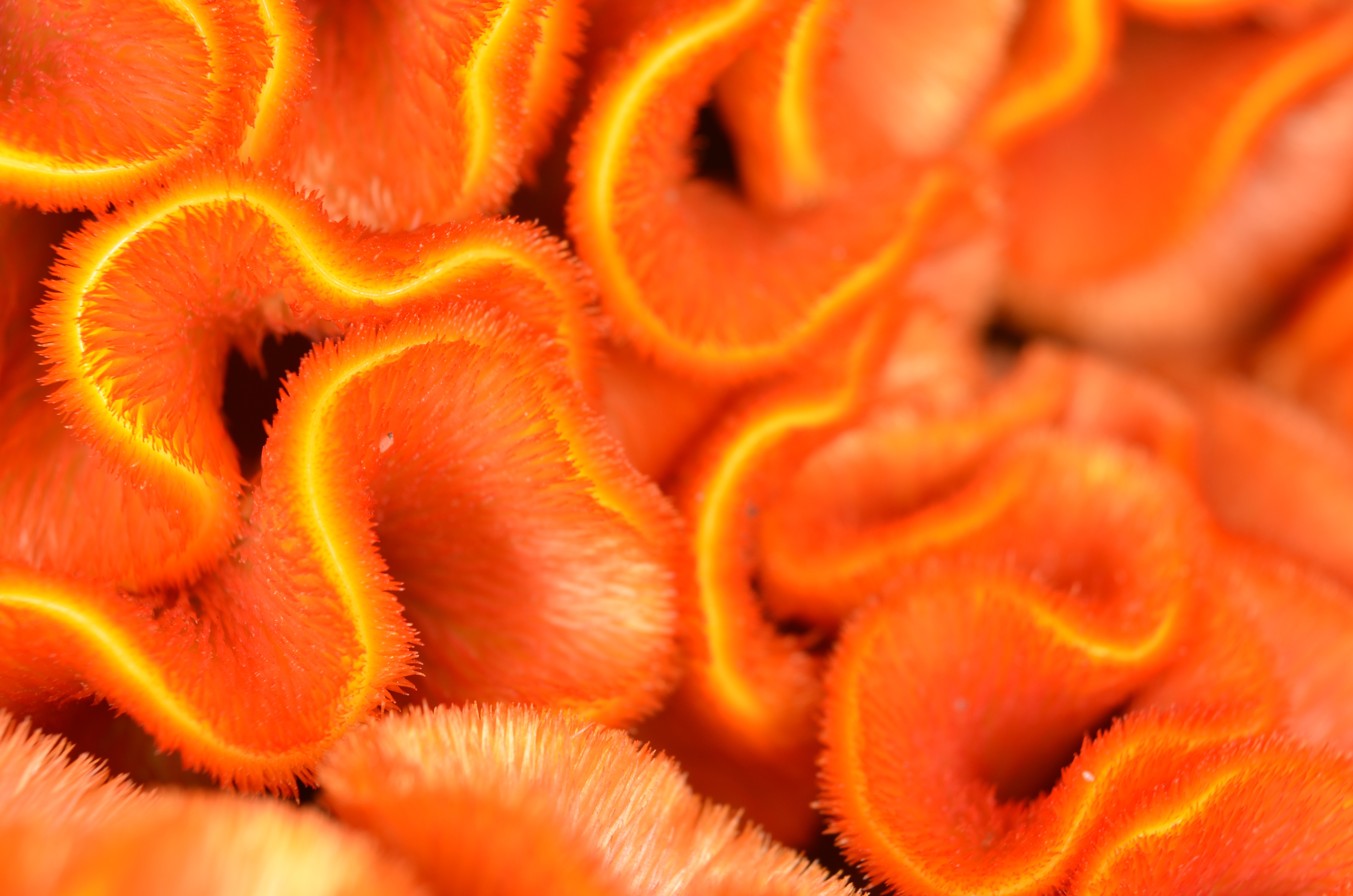 Celosia Cockscomb Nature free image download