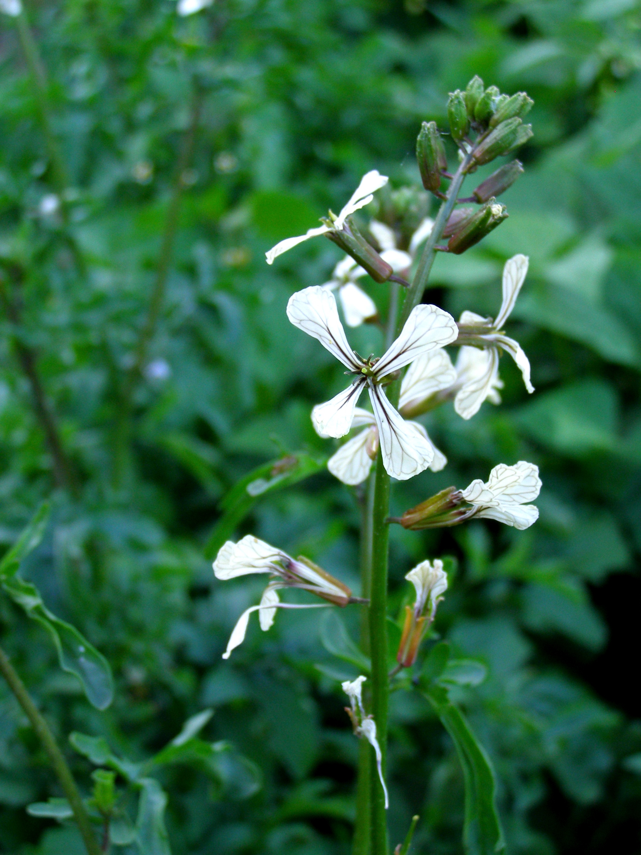 Arugula Flower Plant free image download