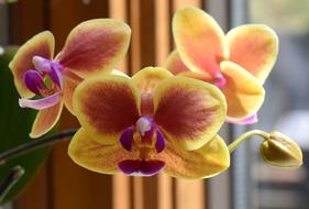 Hybrid Phalaenopsis