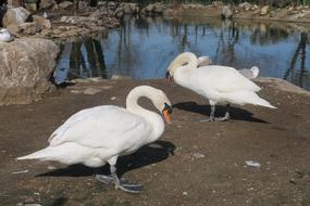 Animal Bird Nature