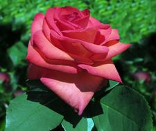 Baccara Rose Floribunda
