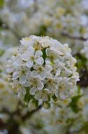 white flowers are many on the tree