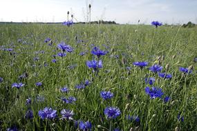 Cornflowers Flowers Field