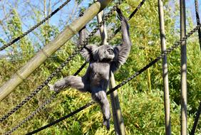 Silver Gibbon Javan