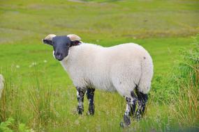 Scotland Sheep Animal