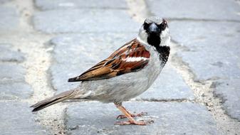 Bird The Sparrow WrÃ³belek