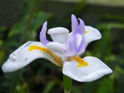 an incredibly beautiful flower in the garden
