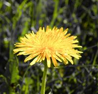 Dandelion Tussilago Farfara Yellow