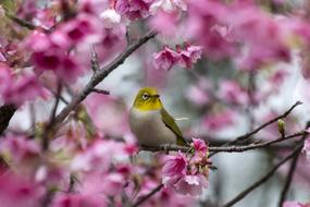 Flower Cherry Thicket Green