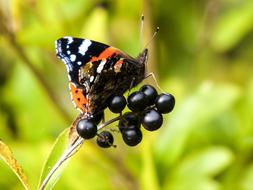 Admiral Butterfly Animal