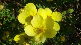 small yellow flowers in the garden are beautiful