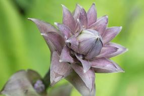 What kind of flower is this