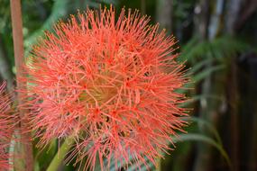 Fluffy orange flower