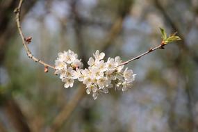 Cherry Blossom Tree Spring