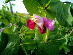 pink fragrant flower