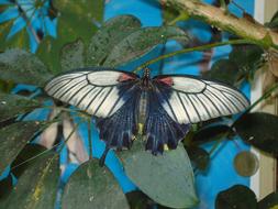 Butterfly White Blue