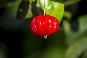Cherry Fruit Red