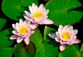 three beautiful lilies in a pond