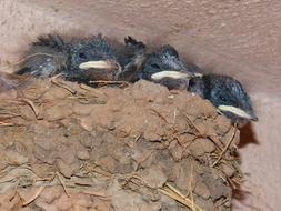 small birds