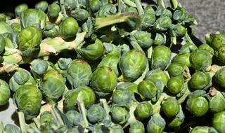 green vegetables are delicious