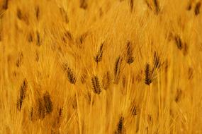 Barley Autumn Landscape