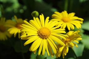 Flower Balkan-Gemswurz Doronicum orientale