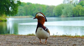 mandarin Duck, colorful water bird on beach