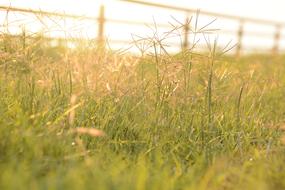 Colorful Solar Herbs
