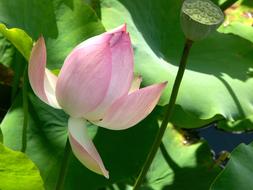 Lotus Flower Blossom Aquatic