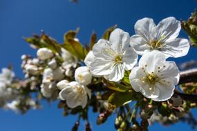 Cherry Blossom Flower