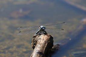 blue dragonfly on pond