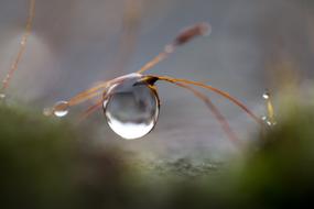Drop Of Water Drip